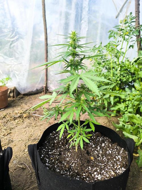 Northern Light Auto. Week 5 - 07.19