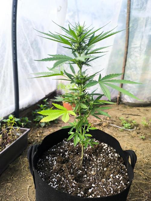 Northern Light Auto. Week 5 - 07.19