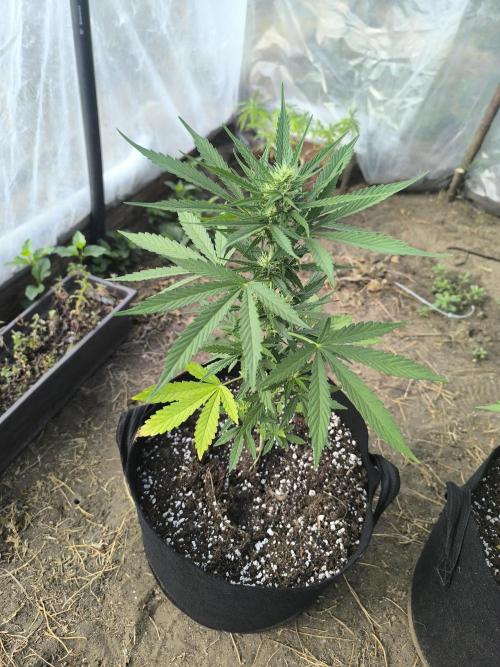 Northern Light Auto. Week 5 - 07.19
