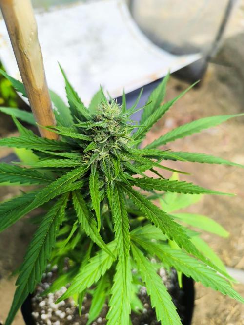 Northern Light Auto. Week 6 - 07.26