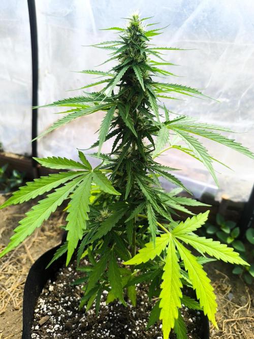 Northern Light Auto. Week 6 - 07.26