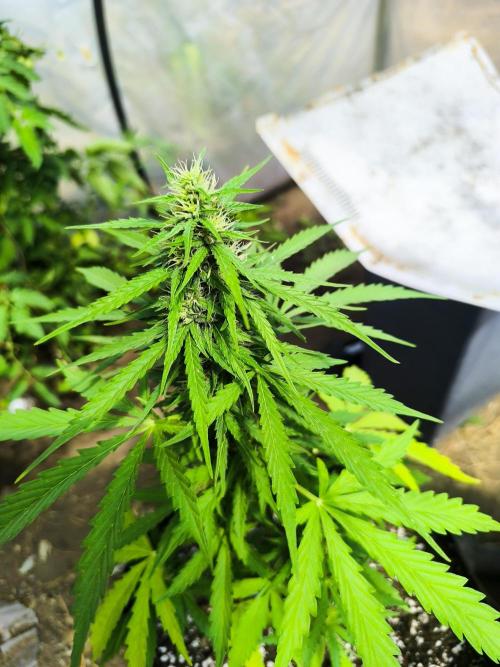 Northern Light Auto. Week 6 - 07.26