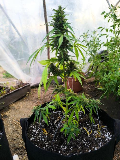 Northern Light Auto. Week 7 - 08.02