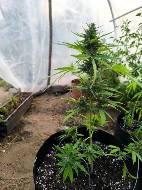 Northern Light Auto. Week 7 - 08.02