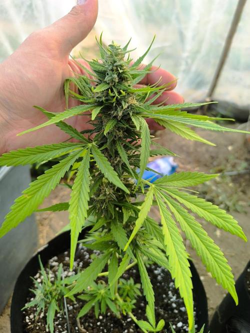 Northern Light Auto. Week 7 - 08.02