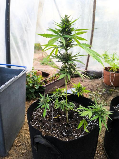 Northern Light Auto. Week 7 - 08.02