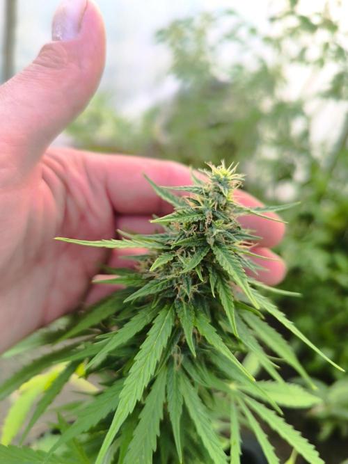 Northern Light Auto. Week 7 - 08.02