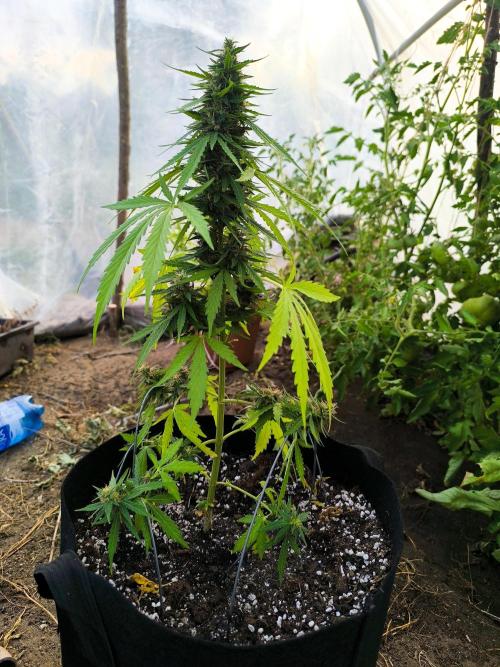 Northern Light Automatic. Week 7