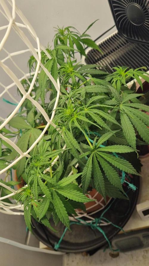Mini Malawi. Week 6