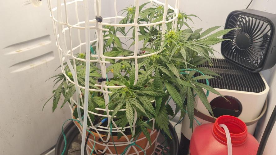 Malawi. Week 7