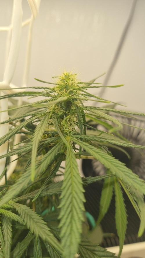 Mini Malawi. Week 8