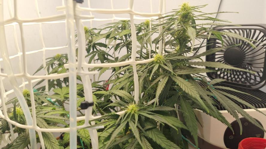 Mini Malawi. Week 8