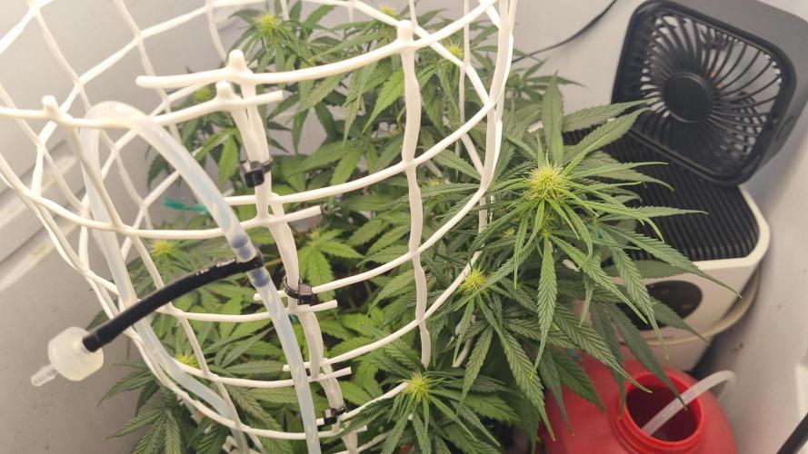 Mini Malawi. Week 8