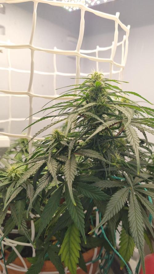 Mini Malawi. Week 9
