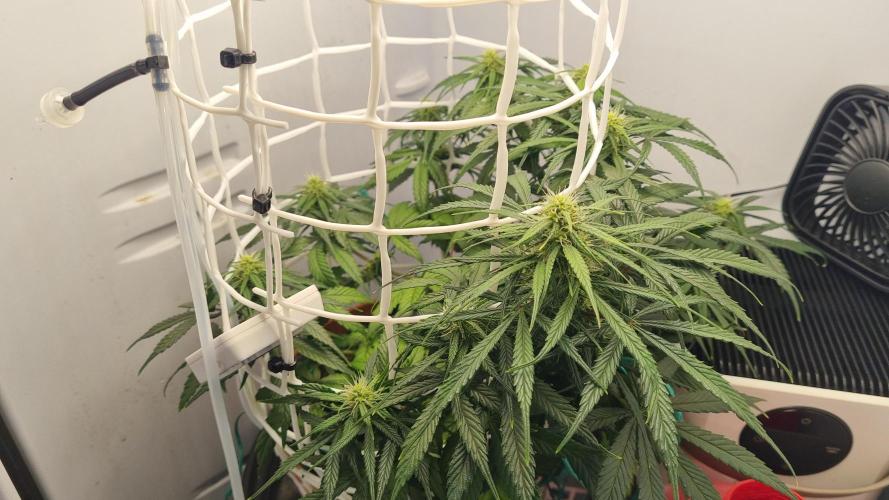 Mini Malawi. Week 9
