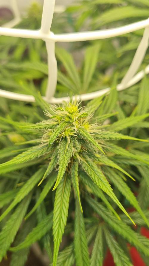 Mini Malawi. Week 10