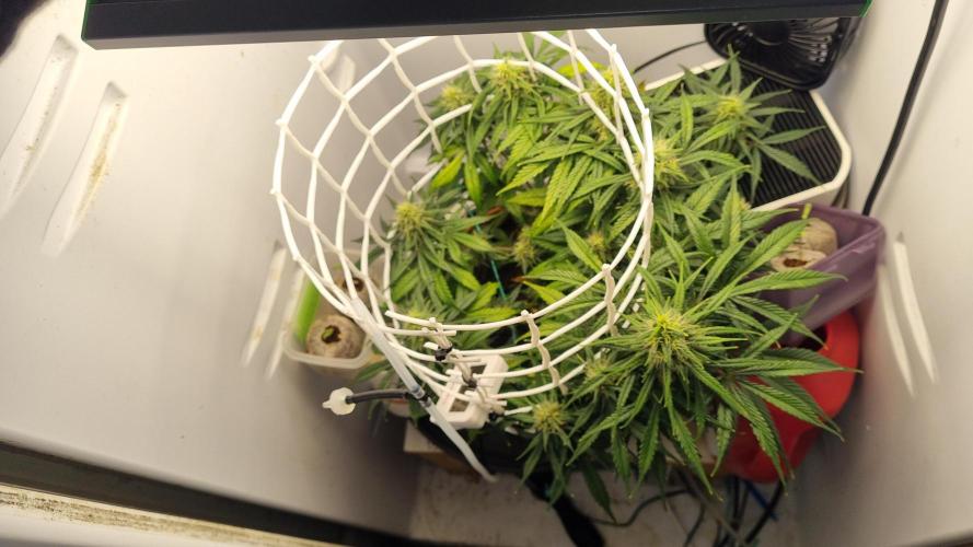 Mini Malawi. Week 11