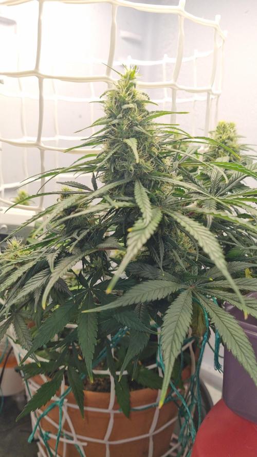 Mini Malawi. Week 11