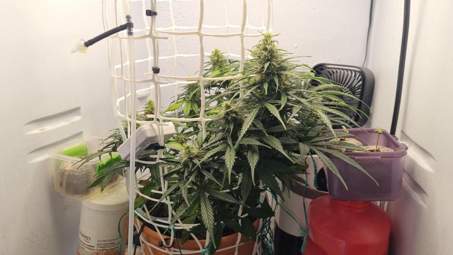Mini Malawi. Week 11