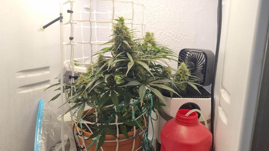 Mini Malawi. Week 12