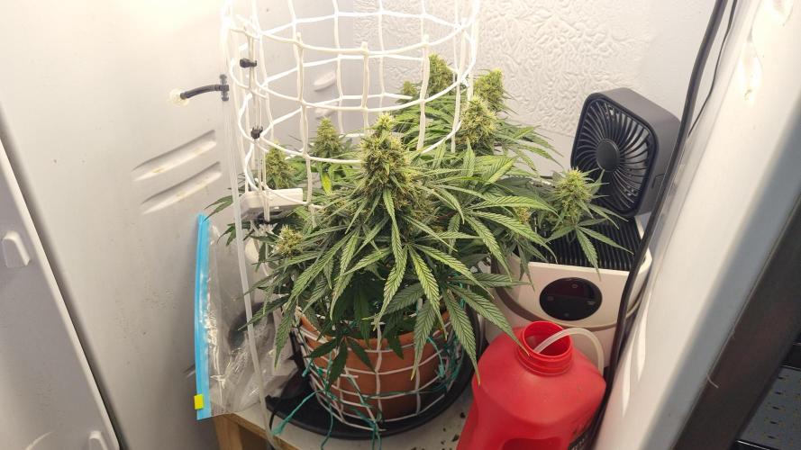 Mini Malawi. Week 12