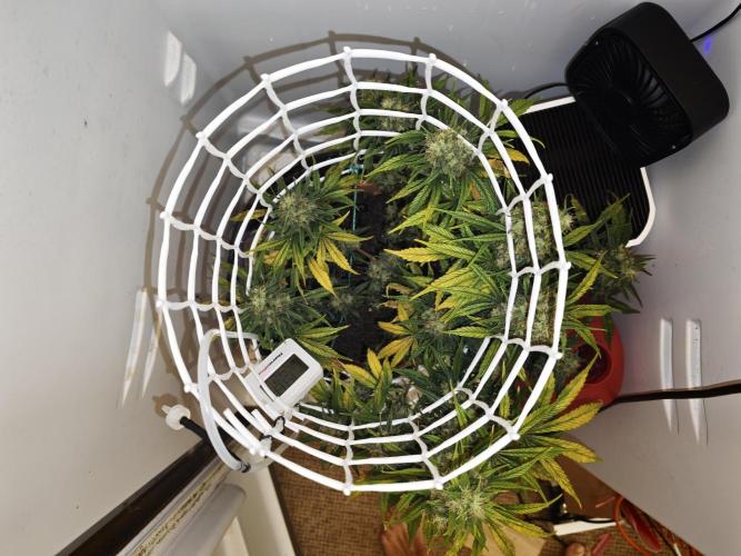Mini Malawi. Week 14