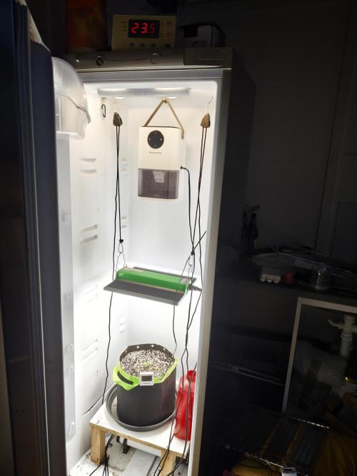 Zamaldelica Fridge ScrOG. Week 1