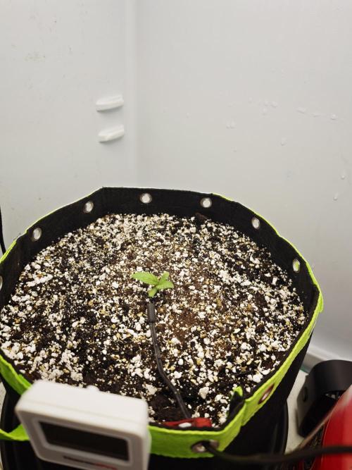 Zamaldelica Fridge ScrOG. Week 1