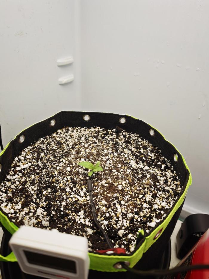 Zamaldelica Fridge ScrOG. Week 0
