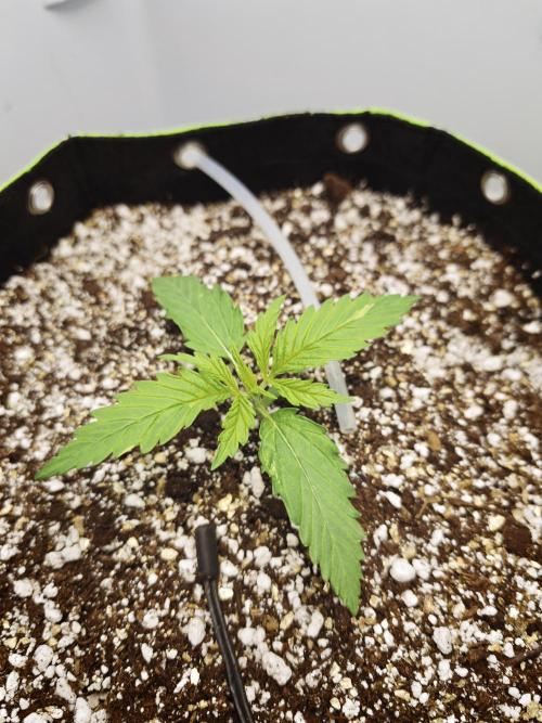 Zamaldelica Fridge ScrOG. Week 2