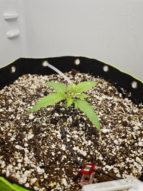 Zamaldelica Fridge ScrOG. Week 2