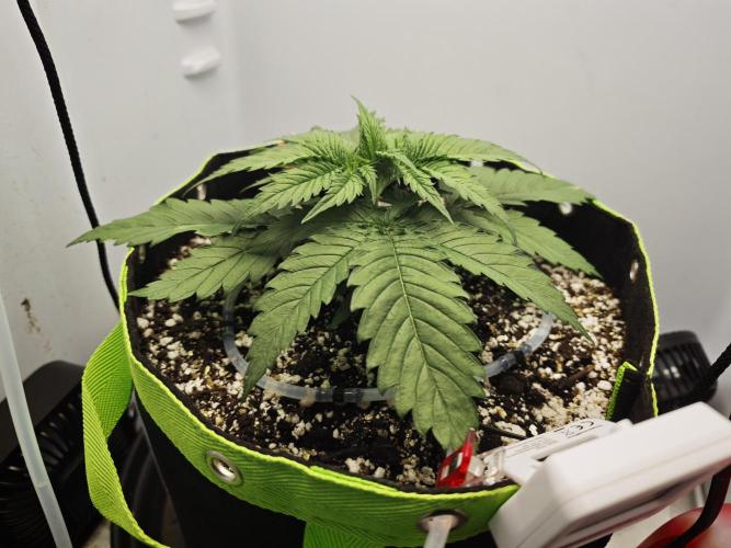 Zamaldelica Fridge ScrOG. Week 3