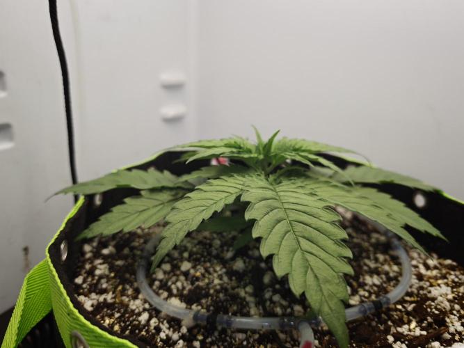 Zamaldelica Fridge ScrOG. Week 3