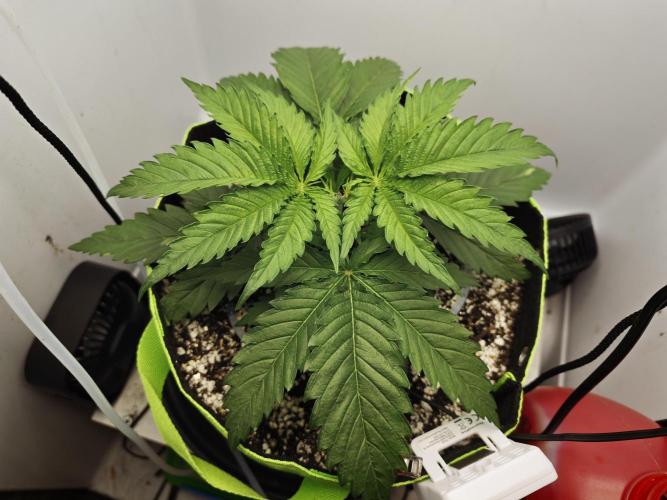 Zamaldelica Fridge ScrOG. Week 4