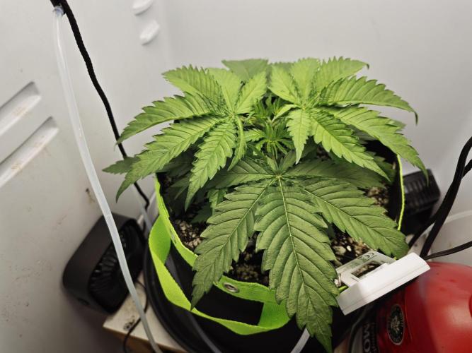 Zamaldelica Fridge ScrOG. Week 4