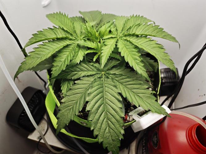 Zamaldelica Fridge ScrOG. Week 4