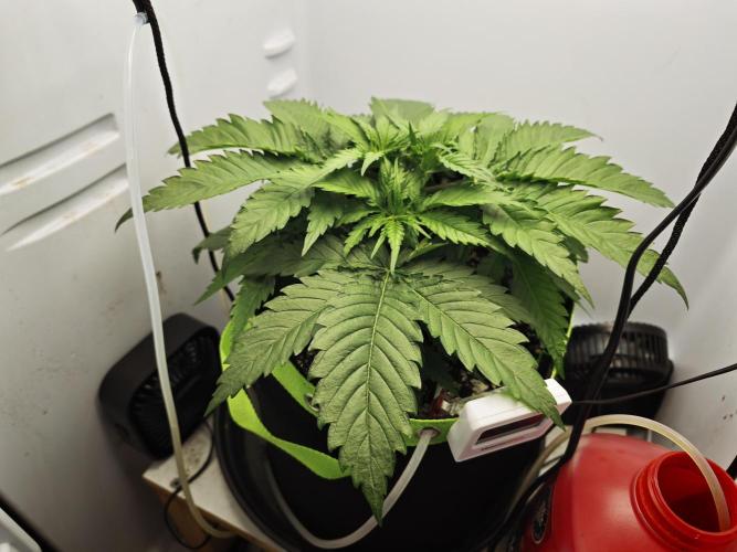 Zamaldelica Fridge ScrOG. Week 4