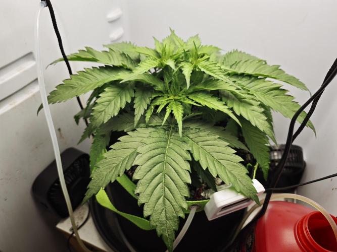 Zamaldelica Fridge ScrOG. Week 4
