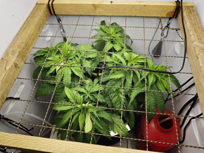 Zamaldelica Fridge ScrOG. Week 5