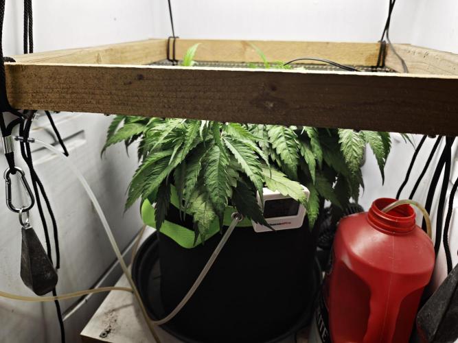 Zamaldelica Fridge ScrOG. Week 5