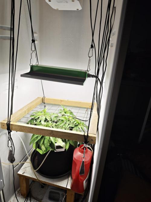 Zamaldelica. Week 5
