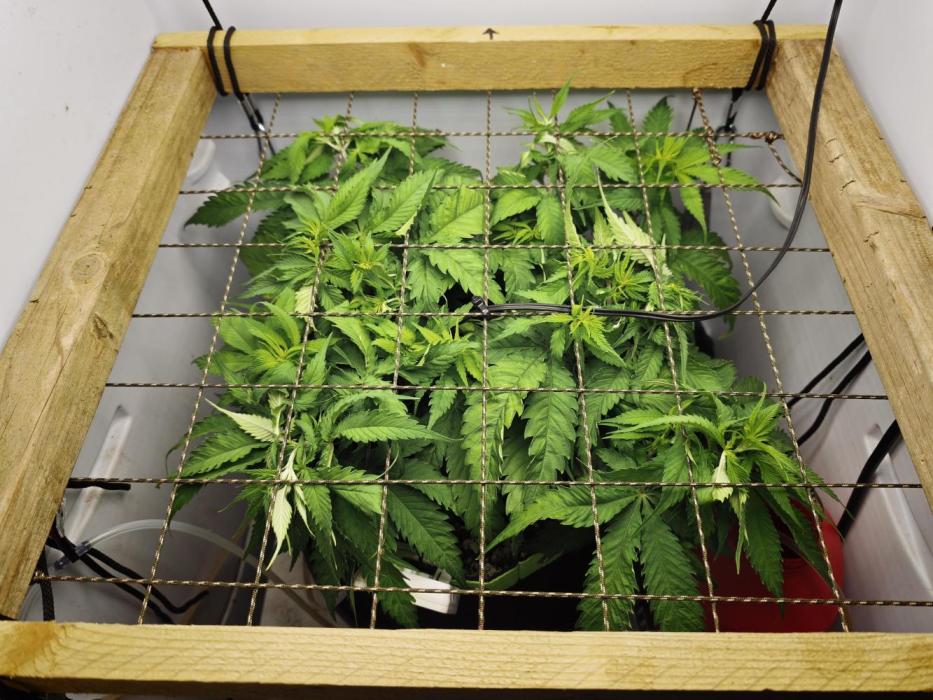 Zamaldelica Fridge ScrOG. Week 6