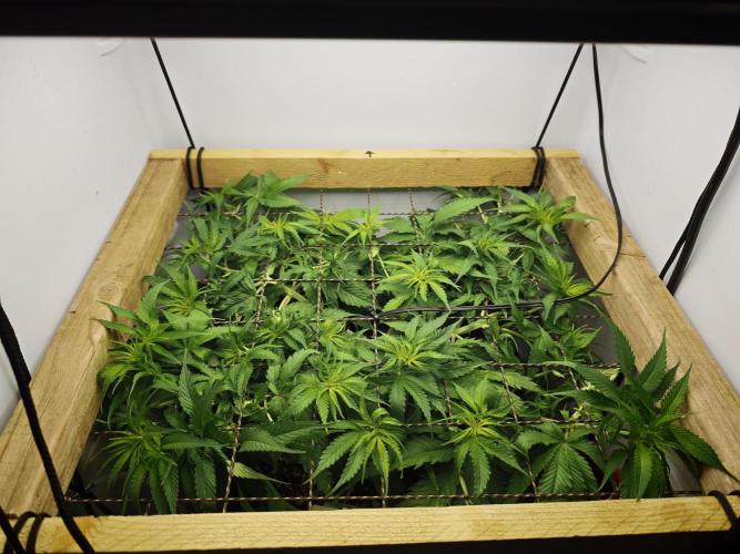 Zamaldelica. Week 7