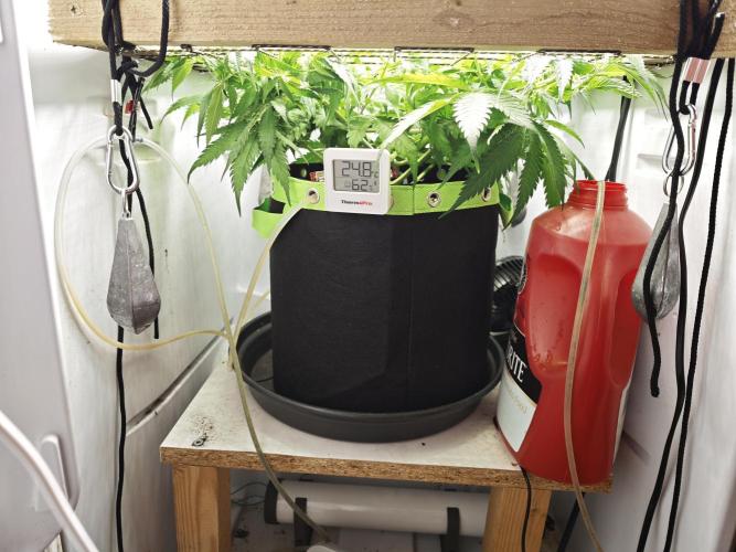 Zamaldelica. Week 7