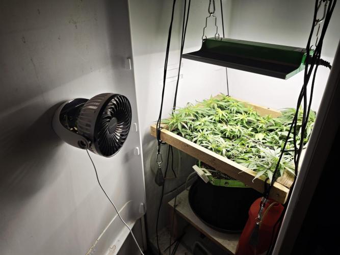 Zamaldelica Fridge ScrOG. Week 8