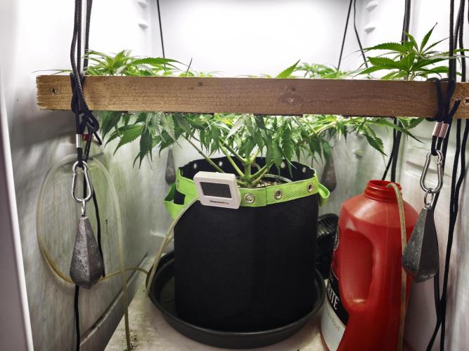 Zamaldelica Fridge ScrOG. Week 8