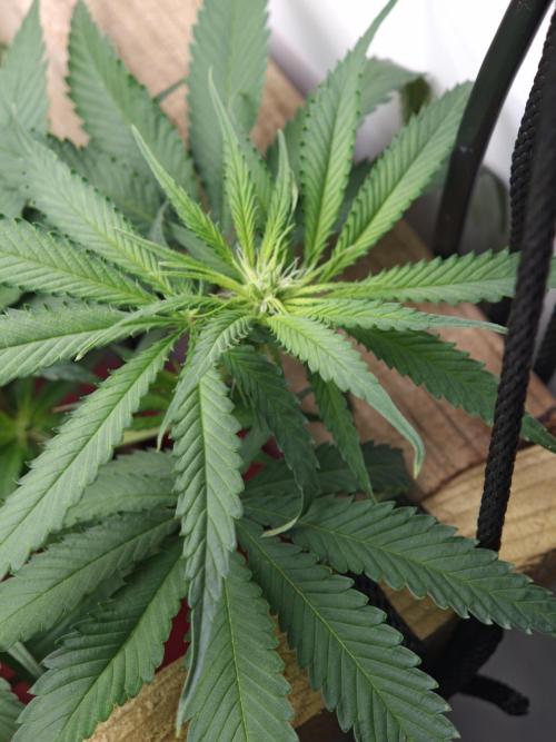Zamaldelica Fridge ScrOG. Week 8