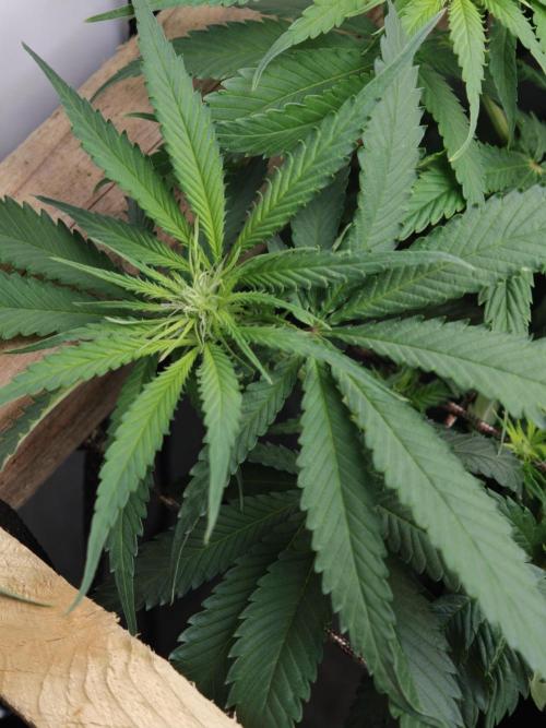 Zamaldelica Fridge ScrOG. Week 8