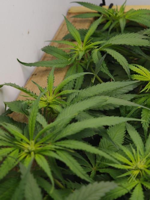 Zamaldelica Fridge ScrOG. Week 8