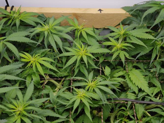 Zamaldelica Fridge ScrOG. Week 8